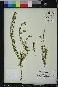 Glandularia aristigera image