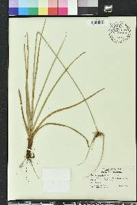 Cyperus planifolius image