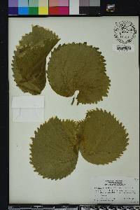 Acalypha amentacea image