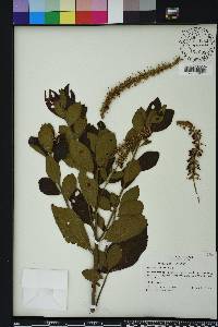 Clethra alnifolia image