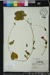 Ipomoea hederacea image