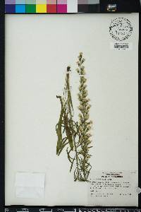 Liatris gracilis image