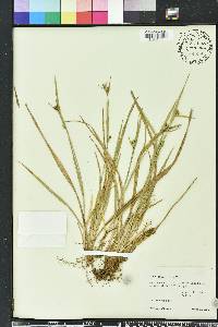 Carex crebriflora image