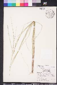 Digitaria villosa image