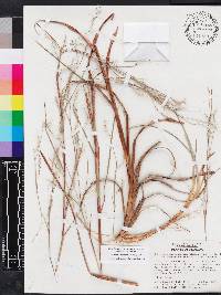 Schizachyrium stoloniferum image