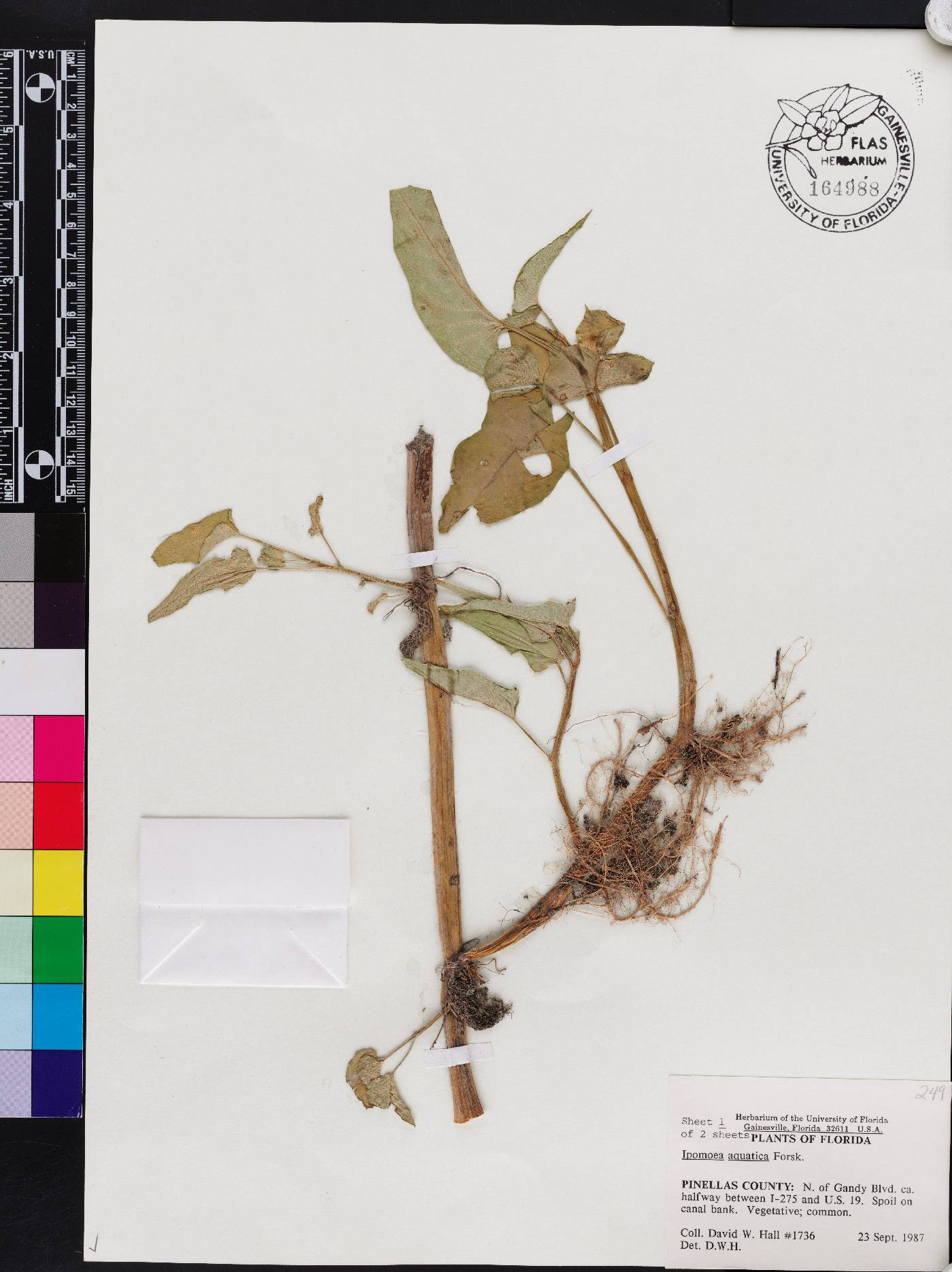 Ipomoea aquatica image