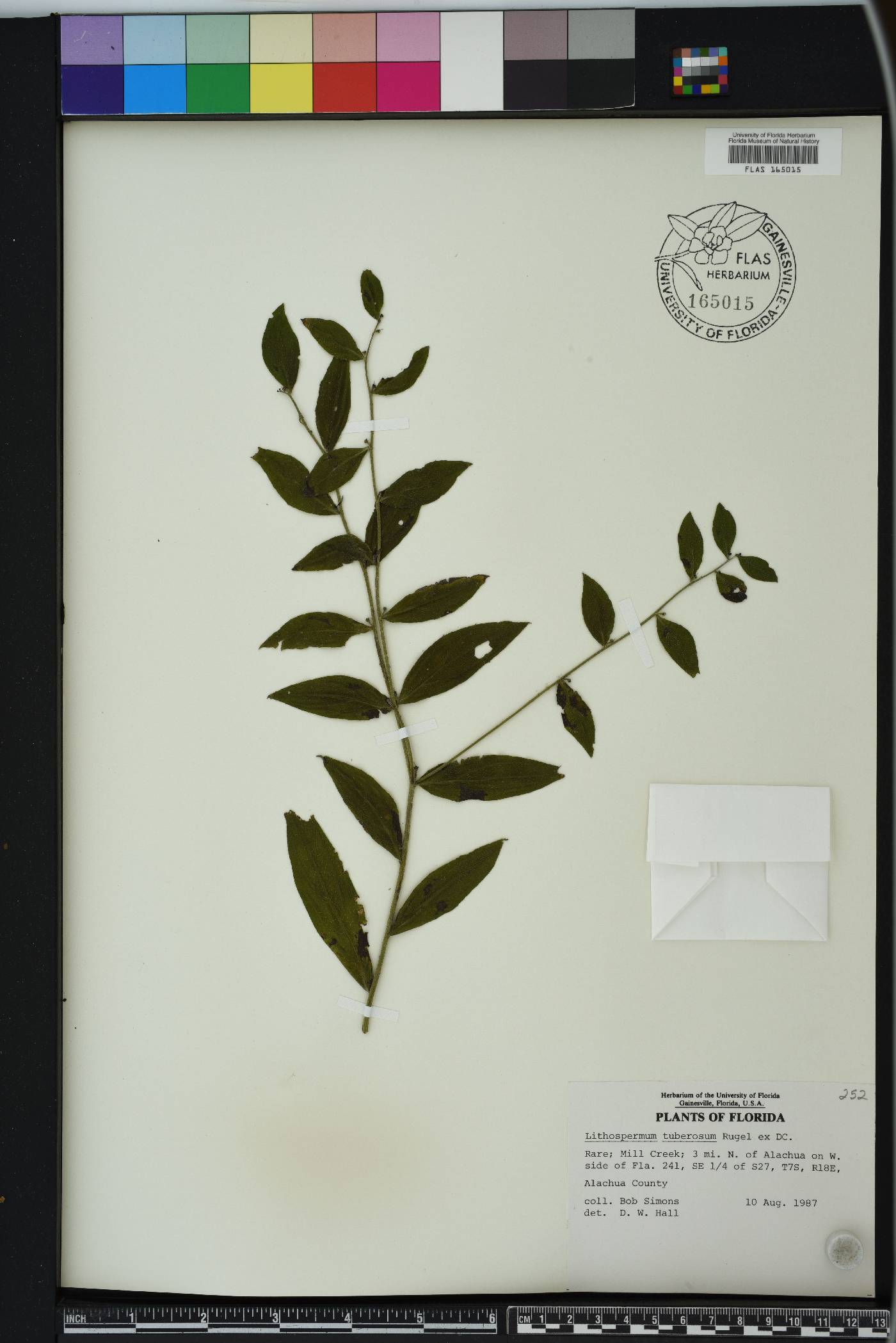 Lithospermum tuberosum image