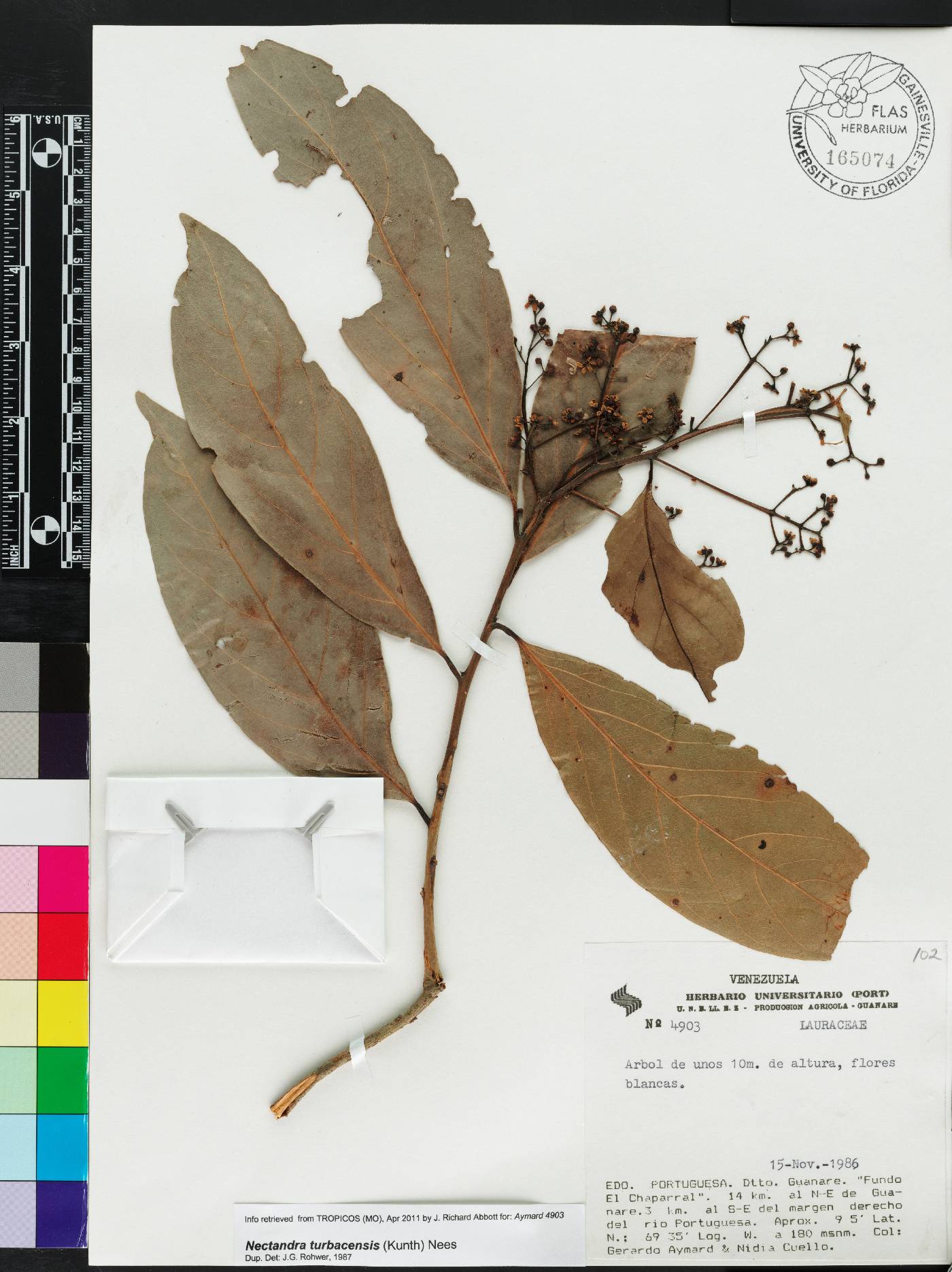 Nectandra turbacensis image