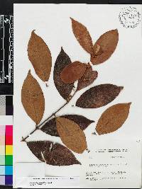 Hiraea faginea image