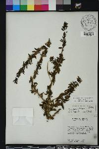 Capraria biflora image