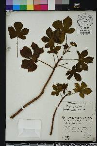 Jatropha gossypiifolia image