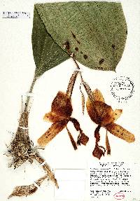 Image of Stanhopea panamensis