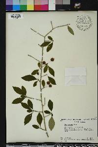 Ilex longipes image