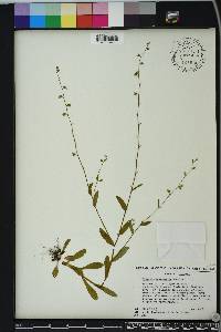 Myosotis macrosperma image