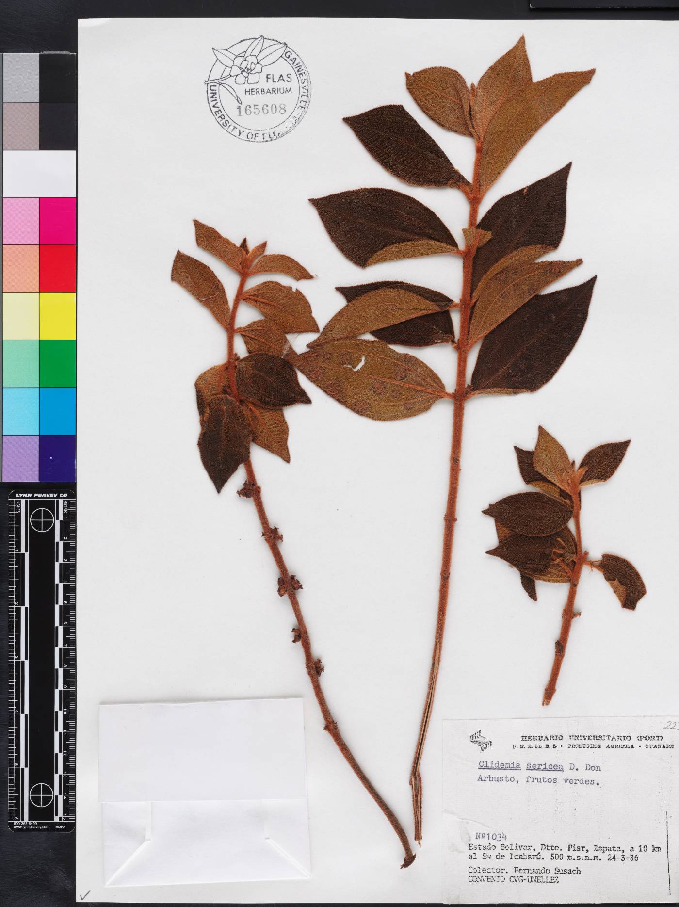 Miconia sericea image