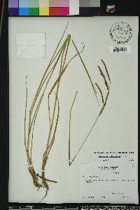 Paspalum plicatulum image