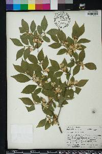 Lonicera maackii image