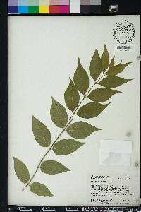 Lonicera maackii image