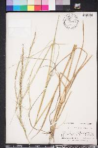 Aristida palustris image