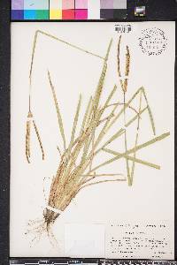 Eustachys floridana image