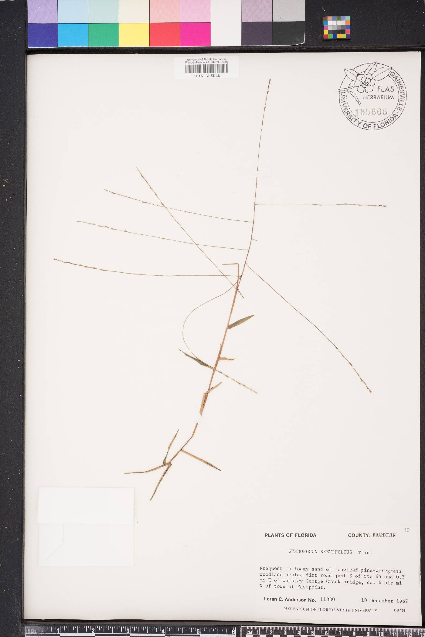 Gymnopogon brevifolius image