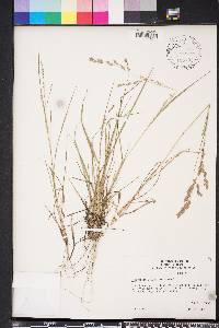 Eragrostis secundiflora image