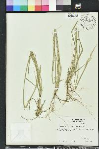 Sporobolus compositus image