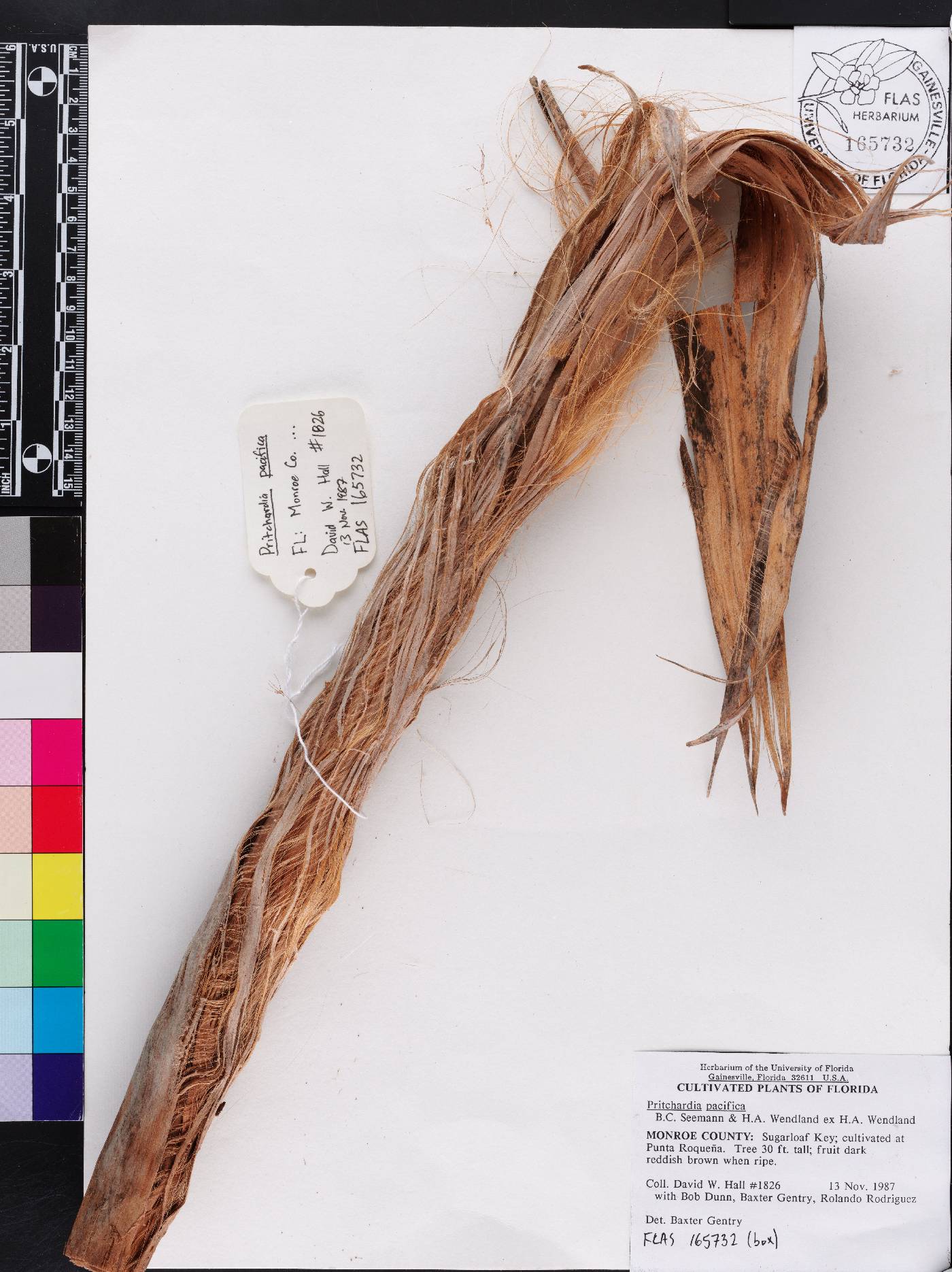 Pritchardia pacifica image