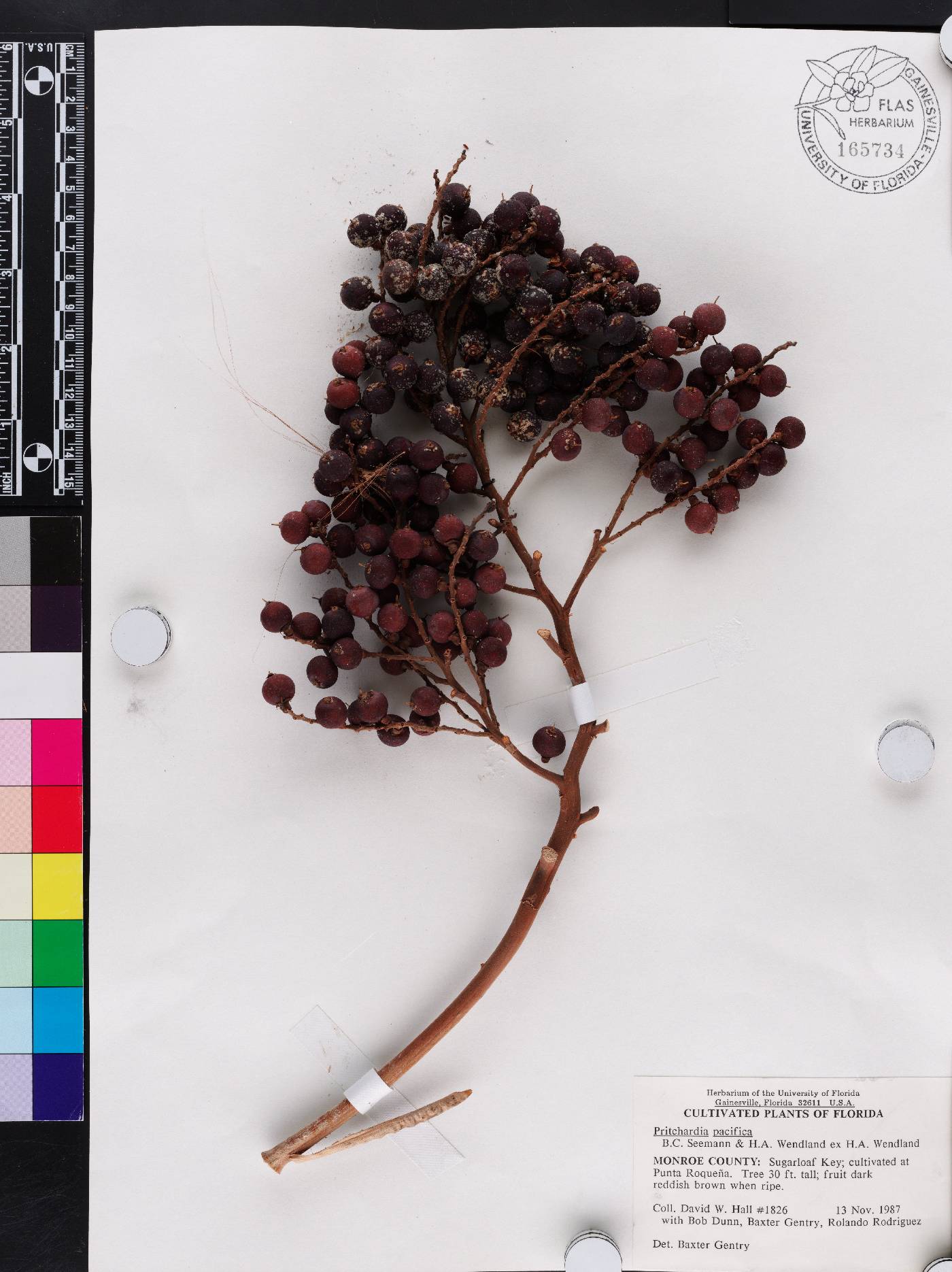 Pritchardia pacifica image