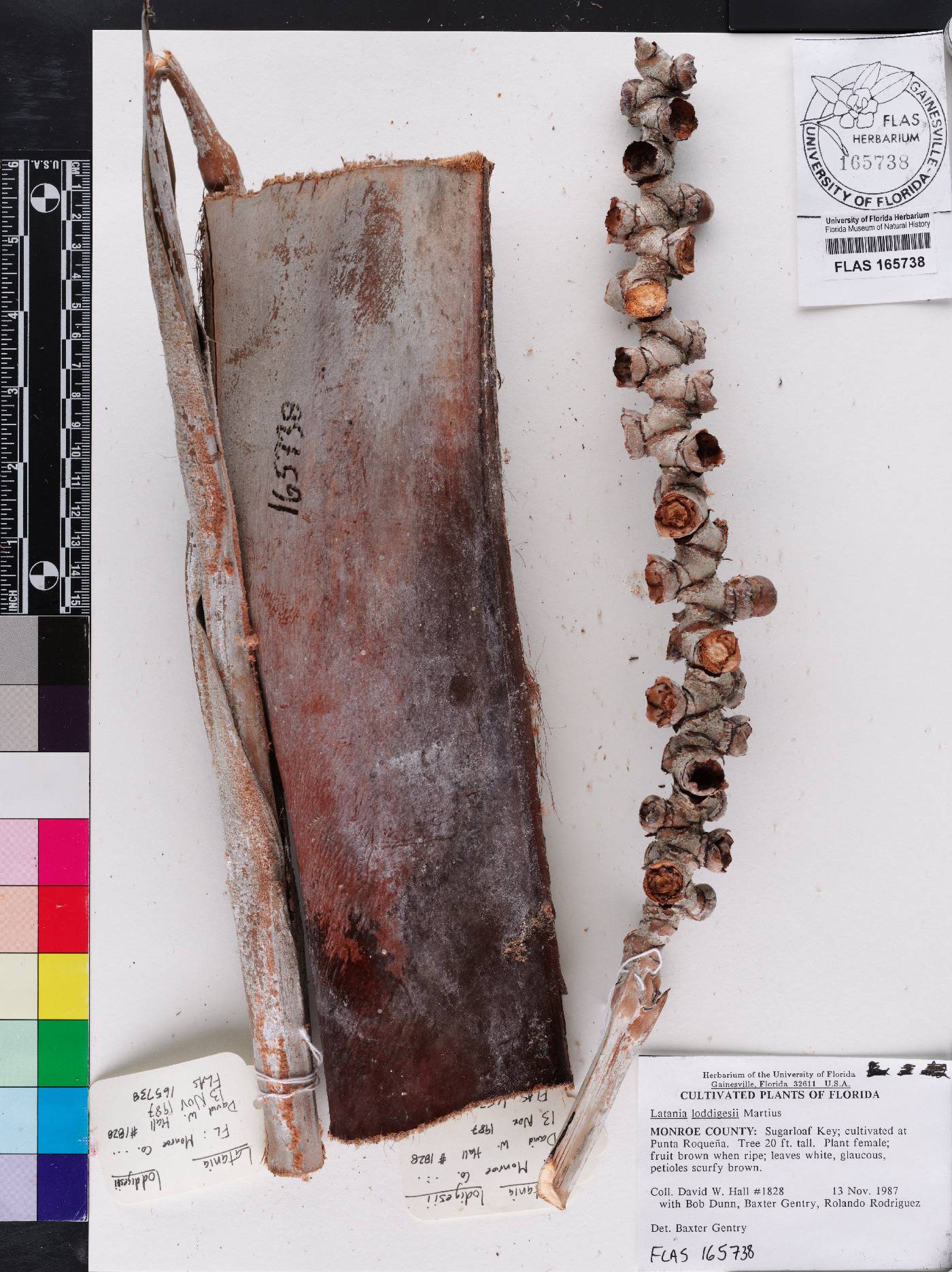 Latania loddigesii image