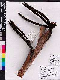 Bismarckia nobilis image