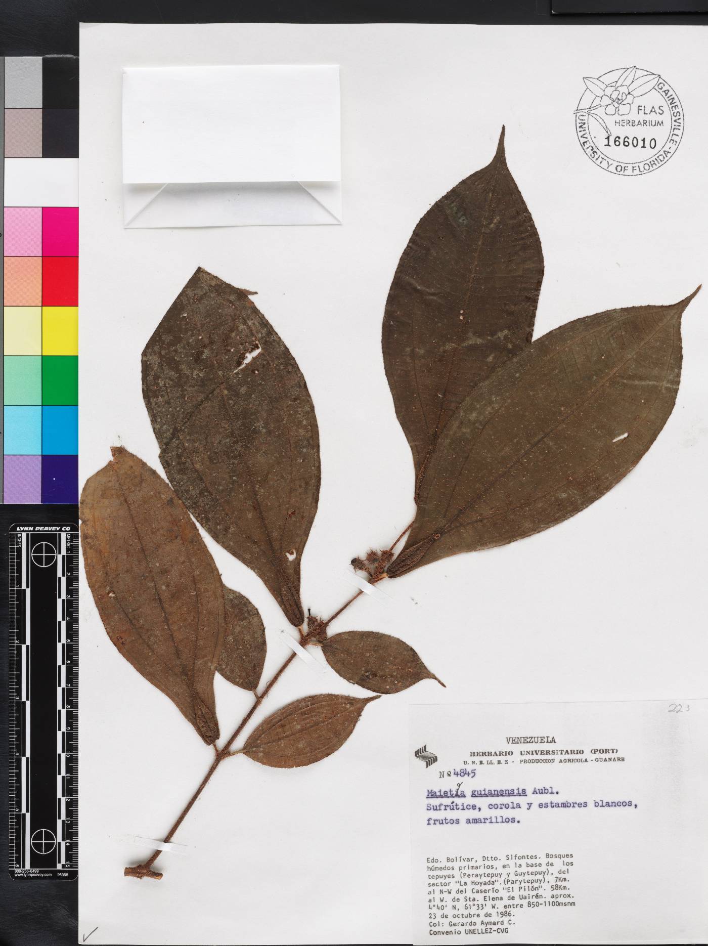 Miconia mayeta image
