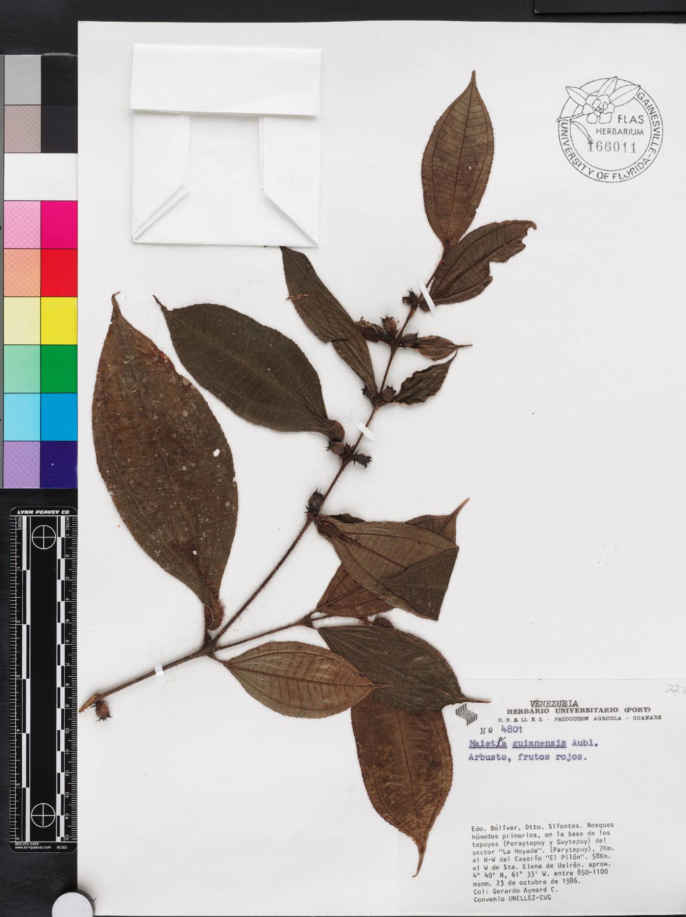 Miconia mayeta image