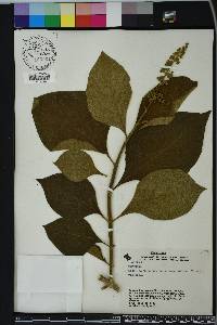 Cornutia pyramidata image