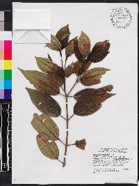 Miconia hirticaulis image