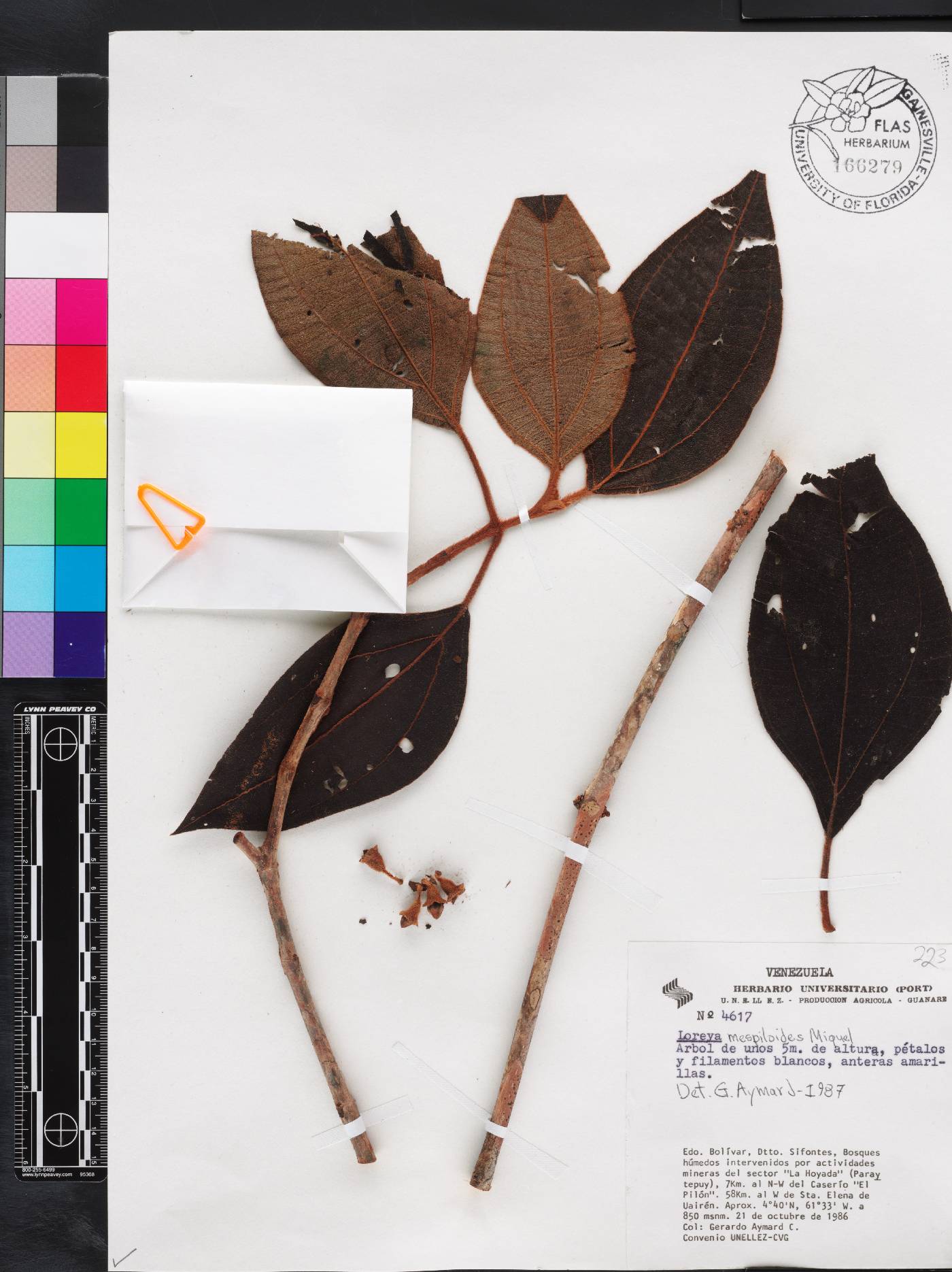 Bellucia mespiloides image