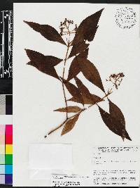 Palicourea violacea image