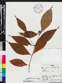 Psychotria cuspidata image