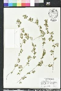 Desmodium tortuosum image