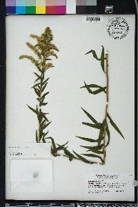 Solidago leavenworthii image