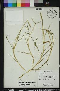 Paspalum distichum image