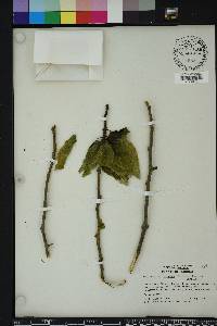 Maclura tricuspidata image