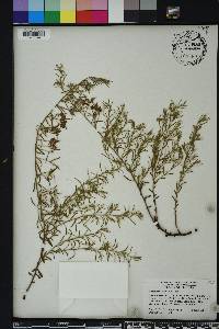 Krameria lanceolata image