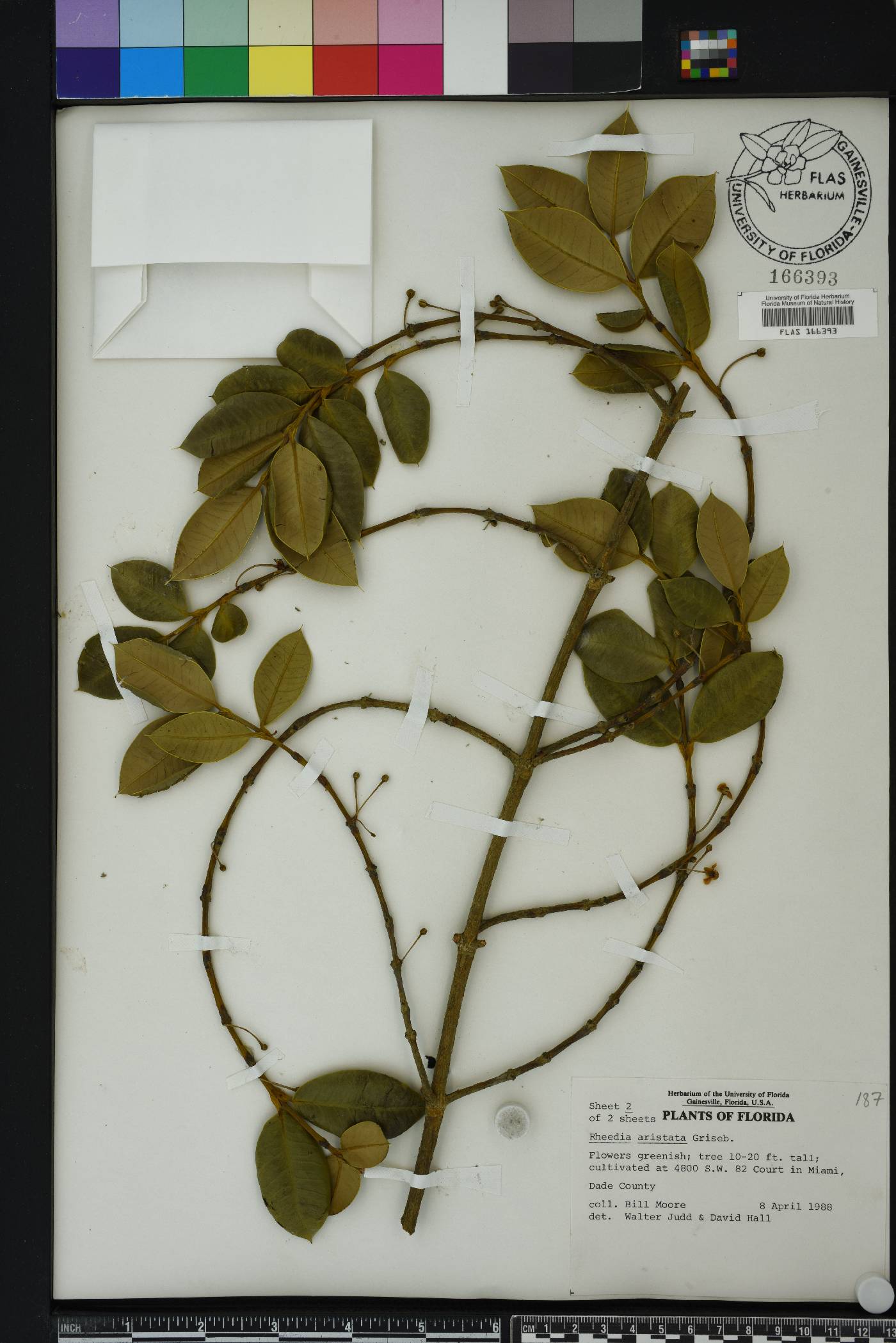 Rheedia image