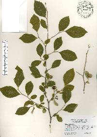 Styrax americanus image