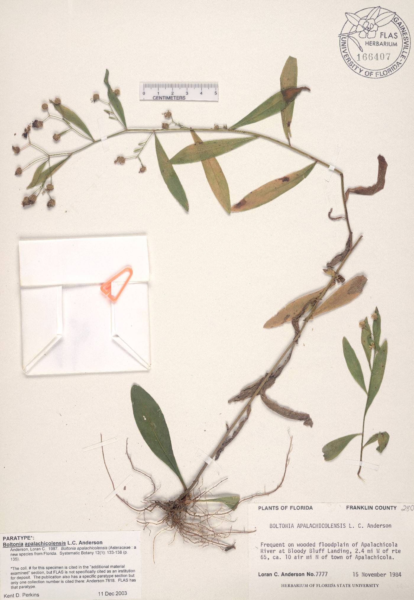Boltonia apalachicolensis image