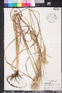 Andropogon floridanus image