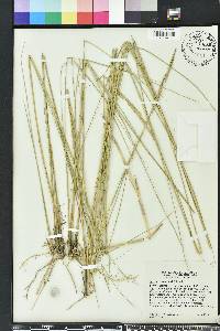 Spartina patens image