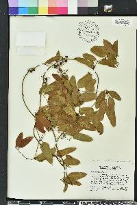 Smilax auriculata image