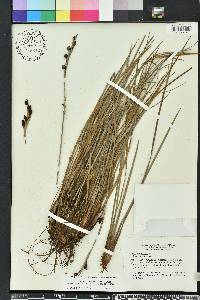 Tofieldia tenuifolia image